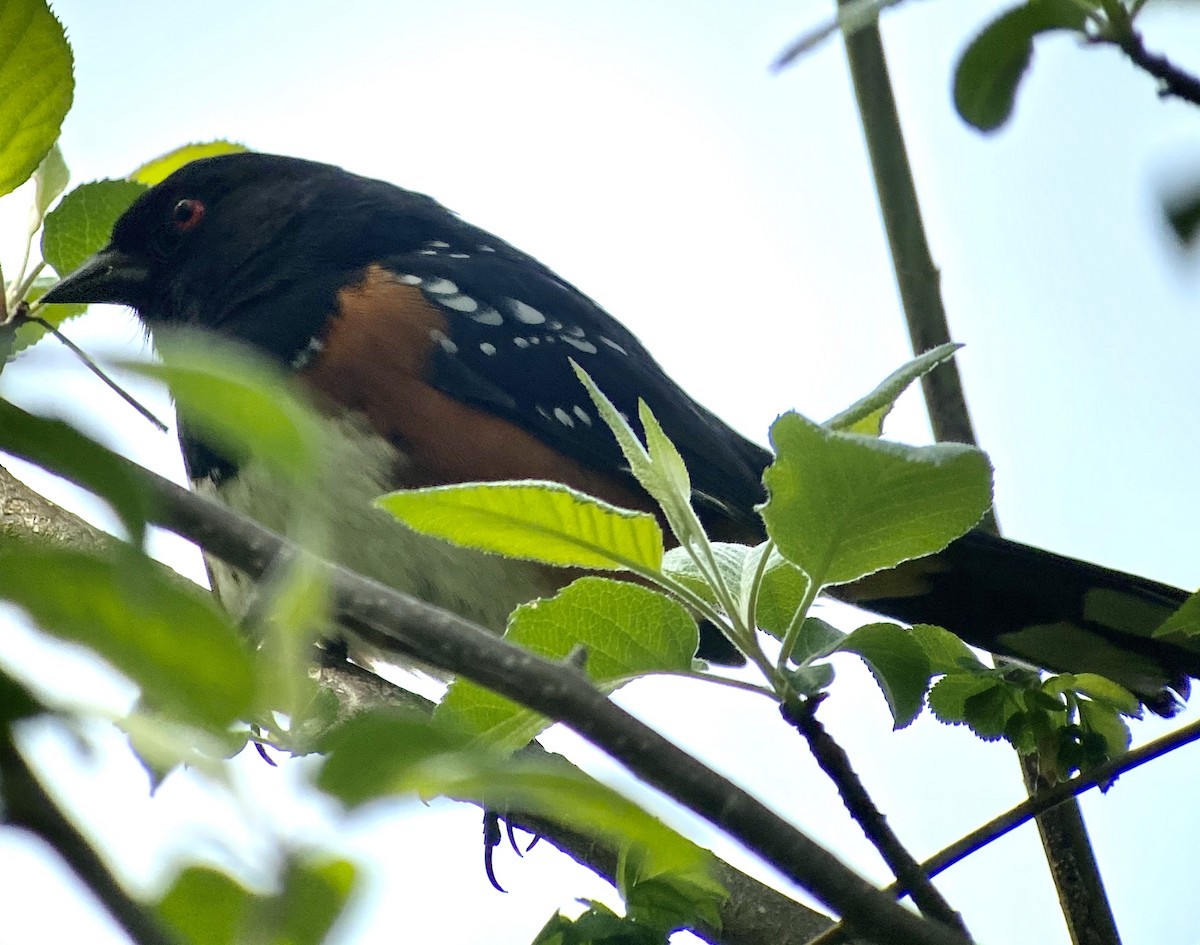 Spotted Towhee - ML331133331