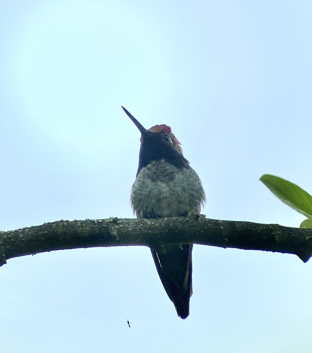 Anna's Hummingbird - ML331133781