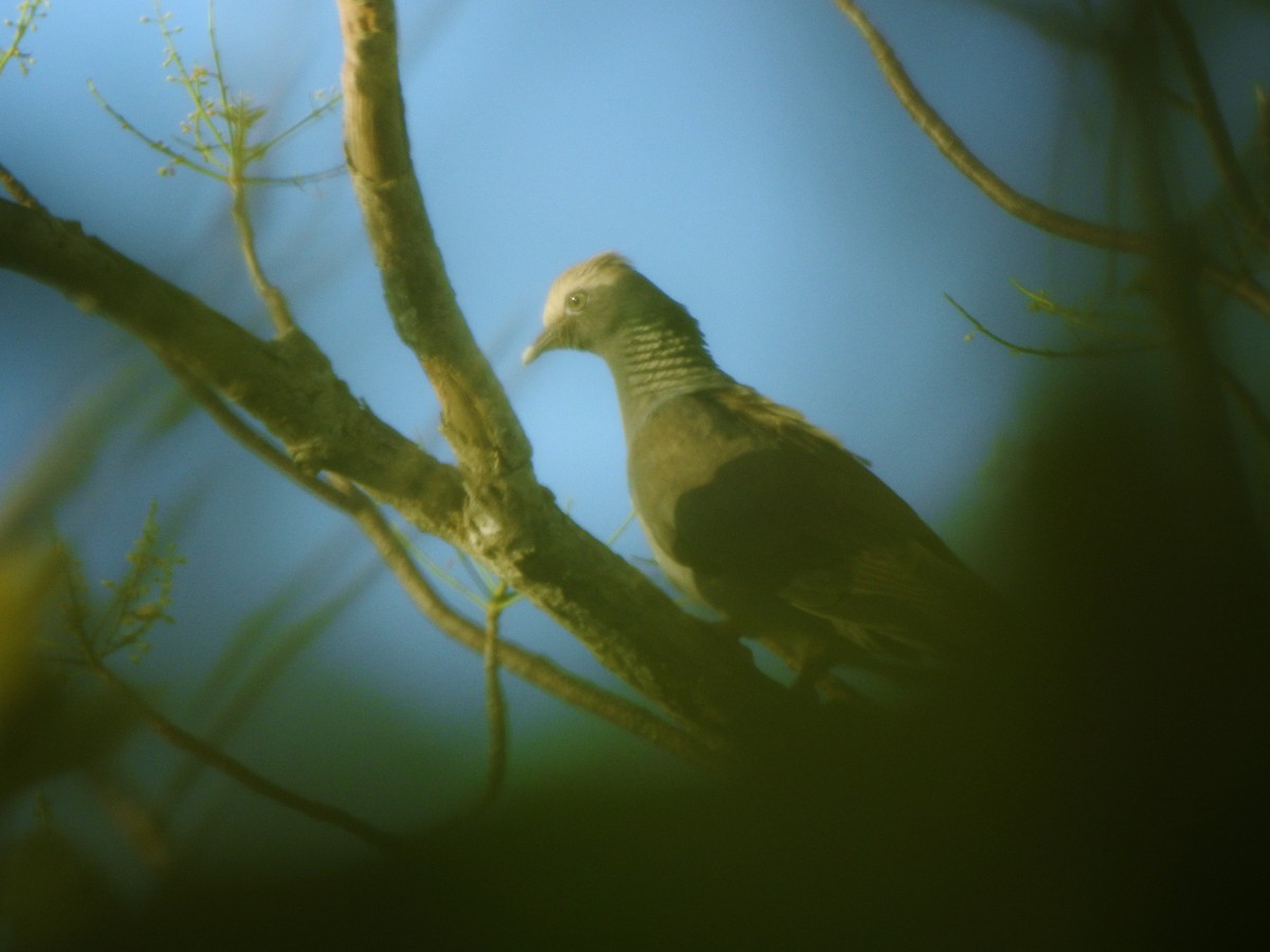 Pigeon à couronne blanche - ML331133871