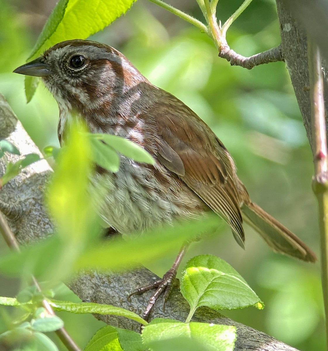 Song Sparrow - ML331134471