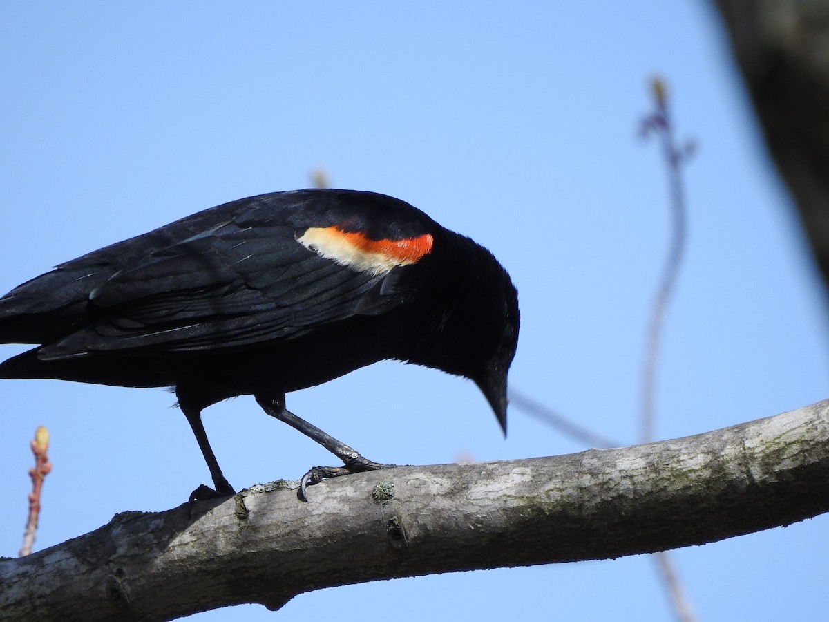 Red-winged Blackbird - ML331134621