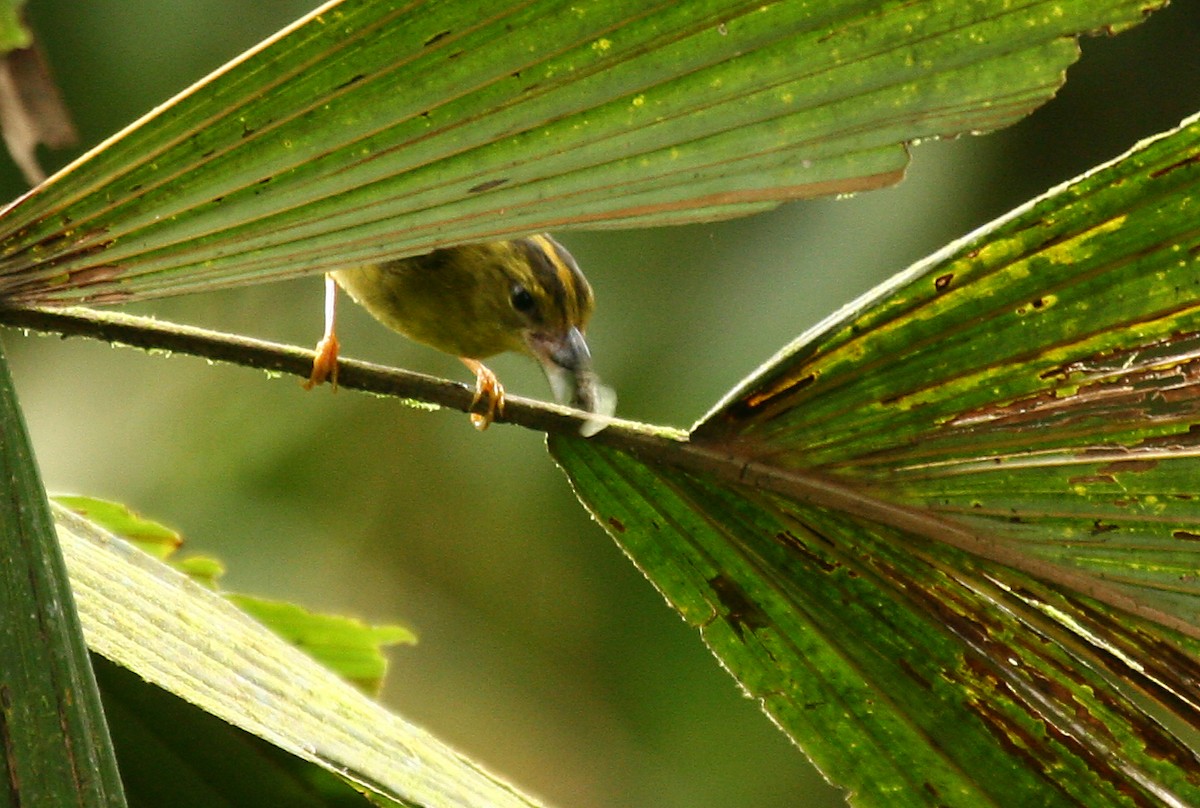 Reinita Ventridorada (chlorophrys) - ML33113571
