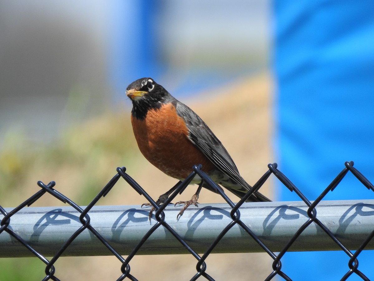 American Robin - ML331136051