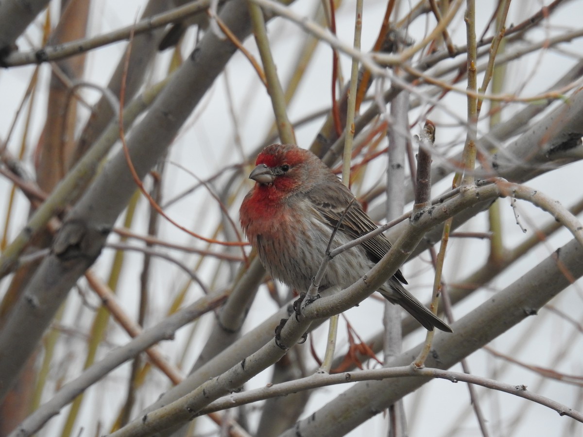 House Finch - ML331136521