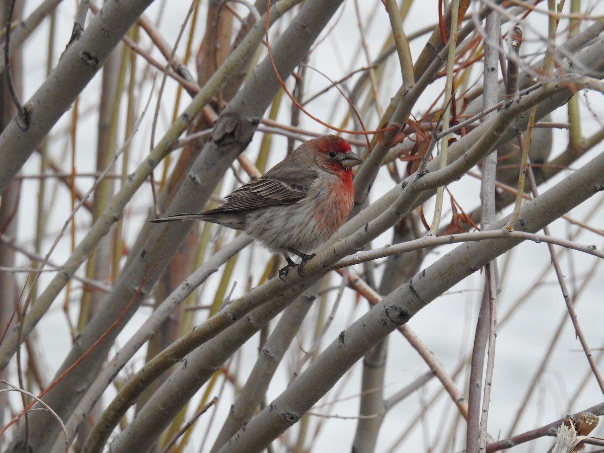 House Finch - Linda Milam