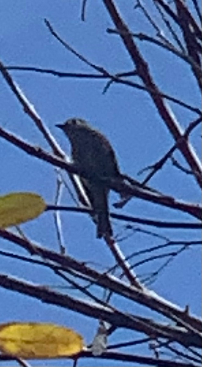Hammond's Flycatcher - ML331137851