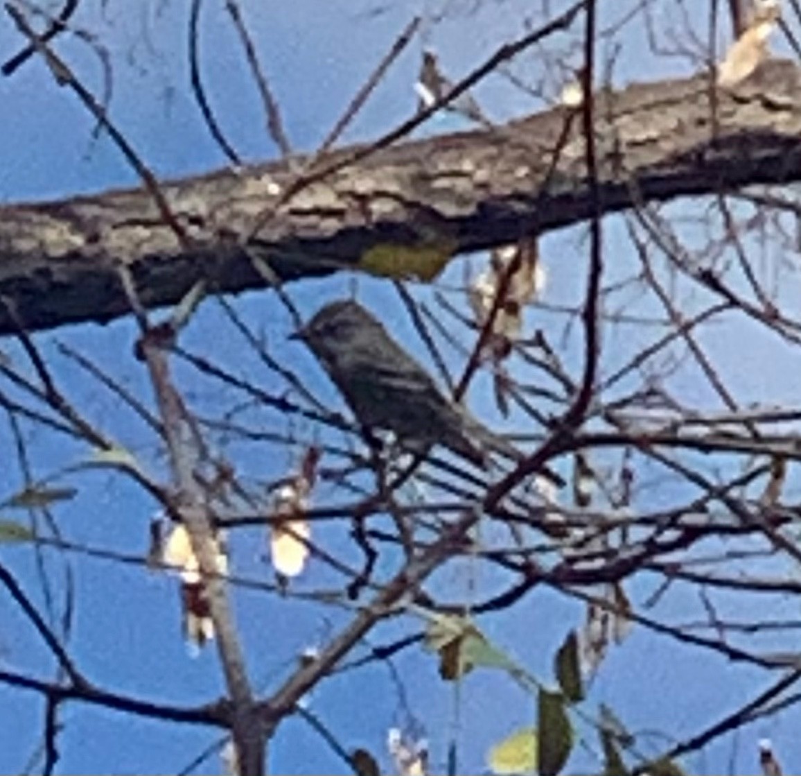 Hammond's Flycatcher - ML331137861