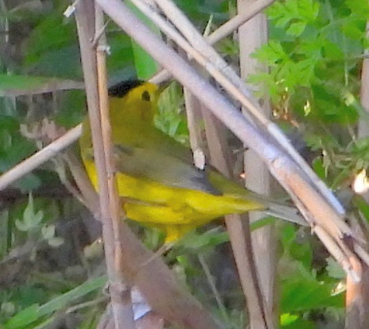 Wilson's Warbler - Jay Huner