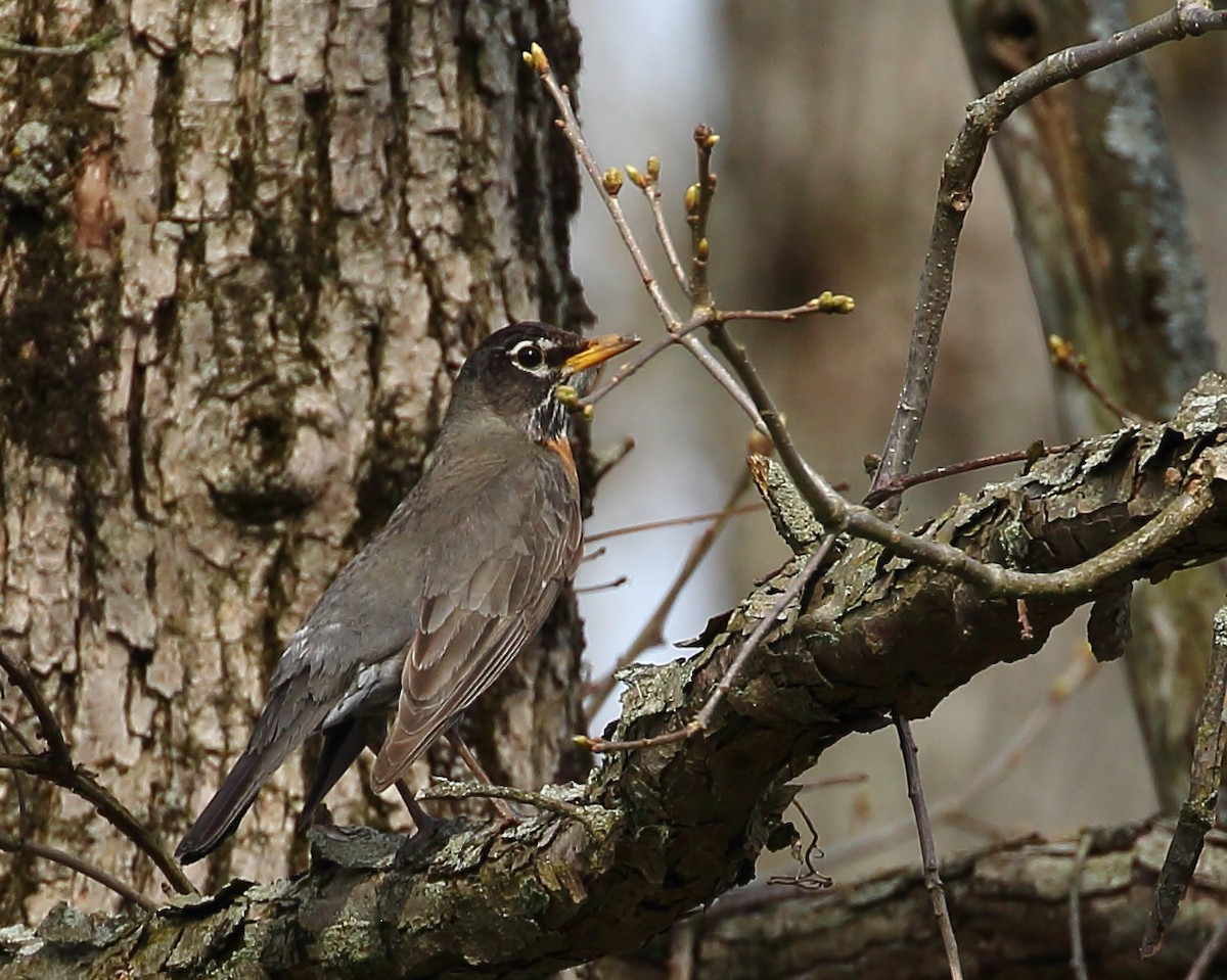 American Robin - ML331141851