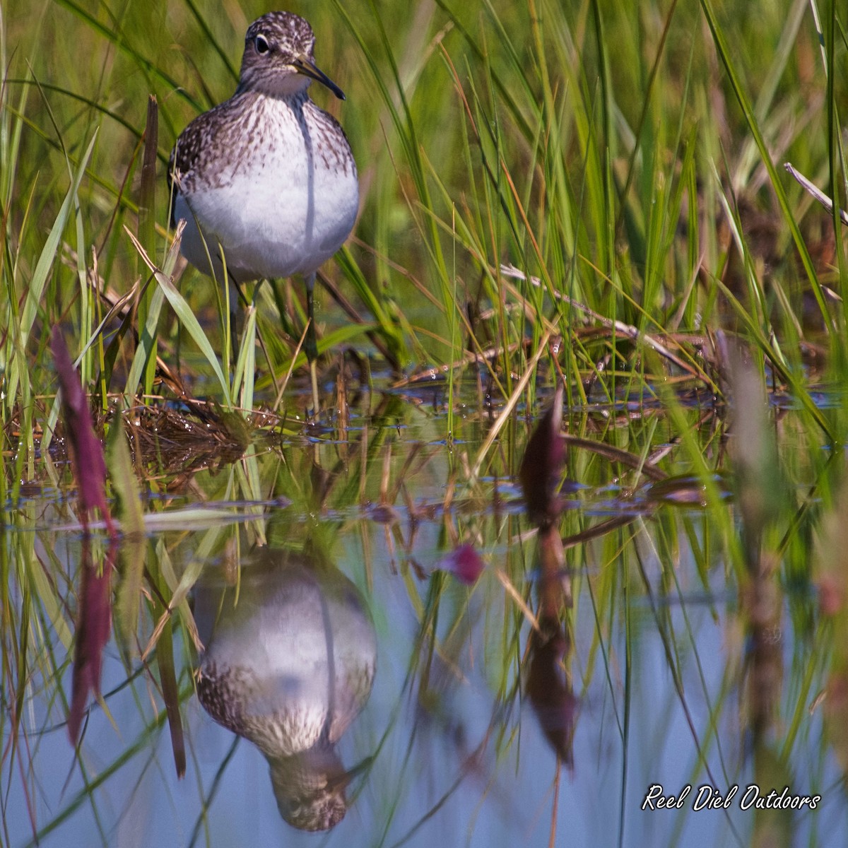 eremittsnipe - ML331143621