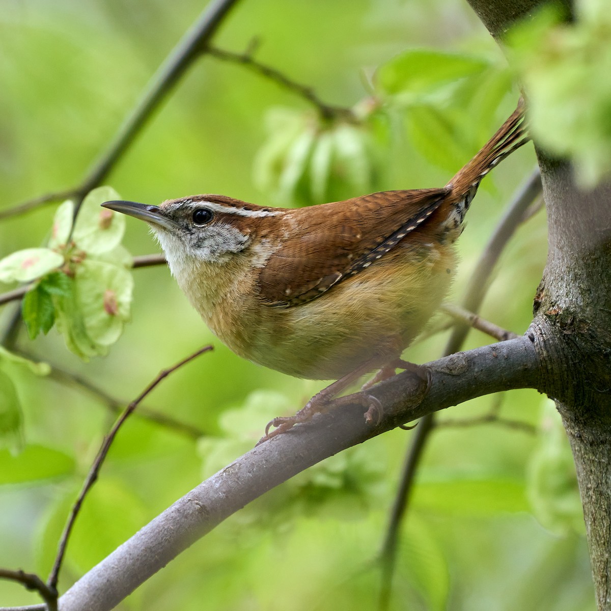 Carolina Wren - Brennan Moore