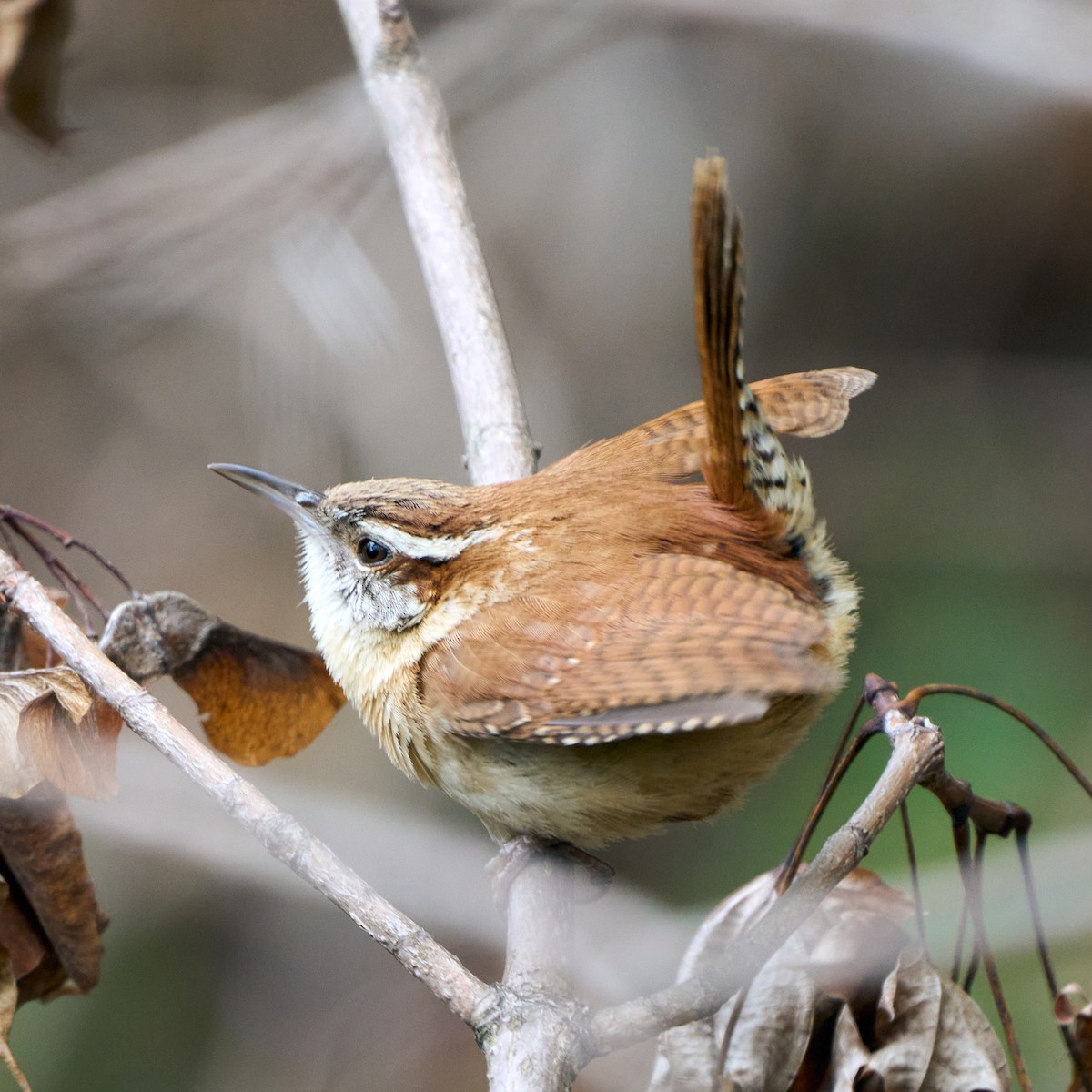 Carolina Wren - ML331144431