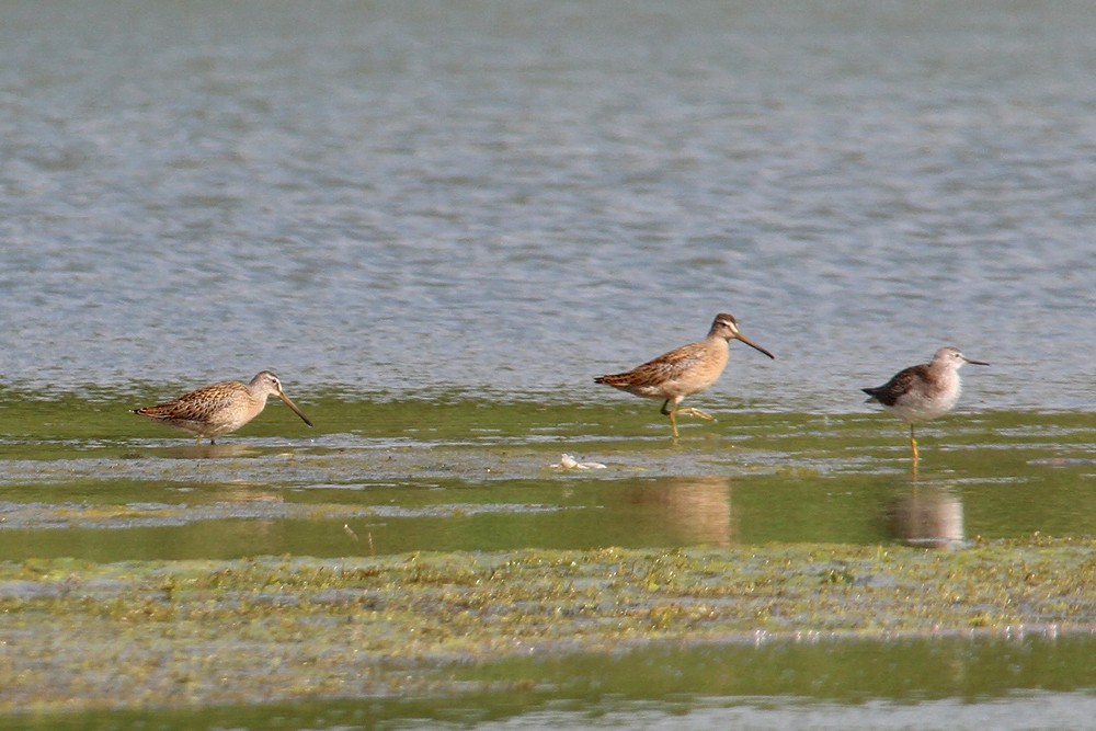 Short-billed Dowitcher - Michel Juteau