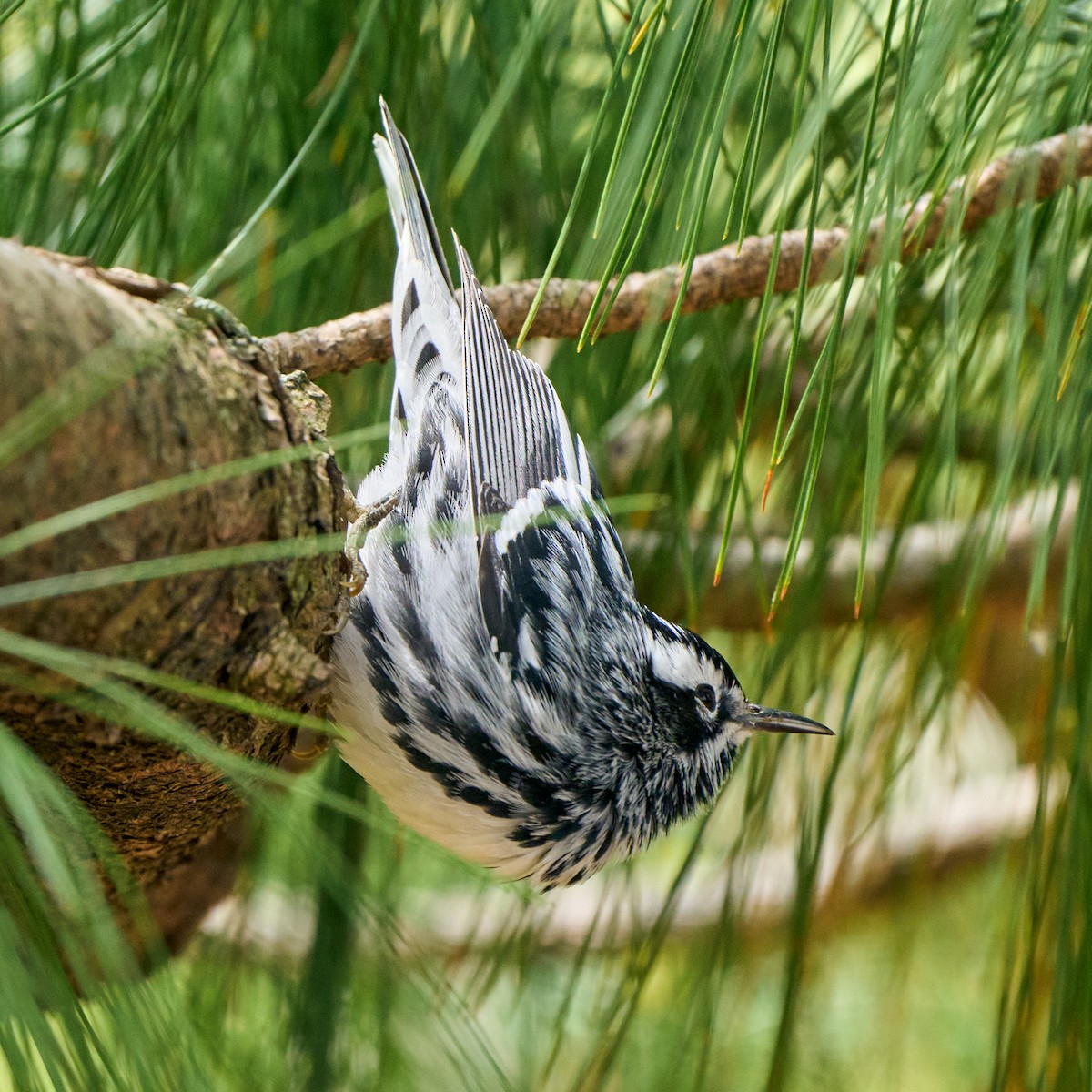 Black-and-white Warbler - ML331144811