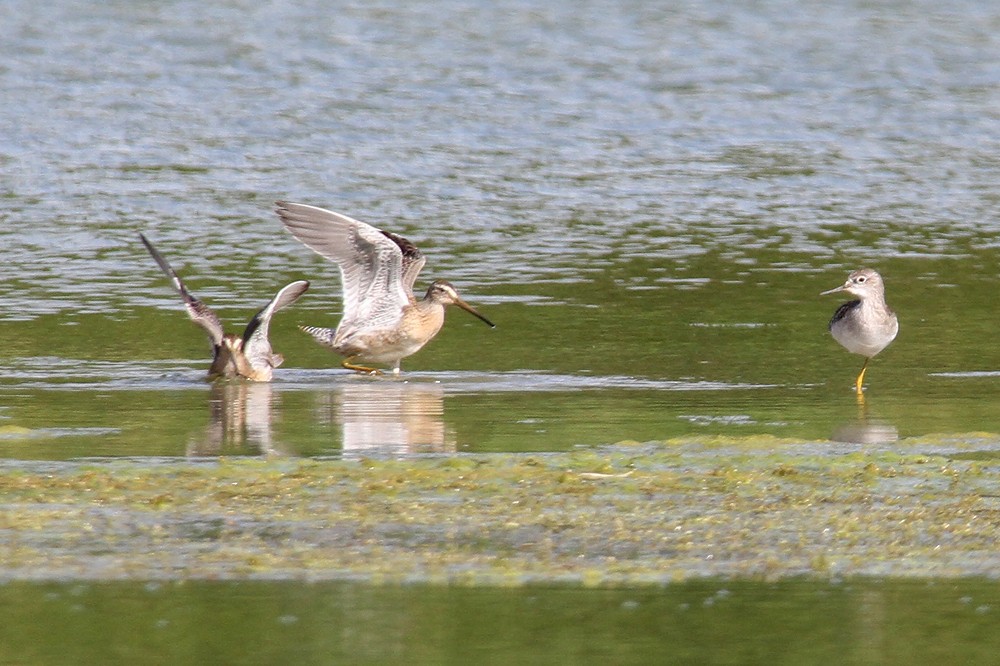 Short-billed Dowitcher - Michel Juteau