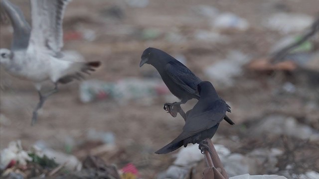 Tamaulipas Crow - ML331148311