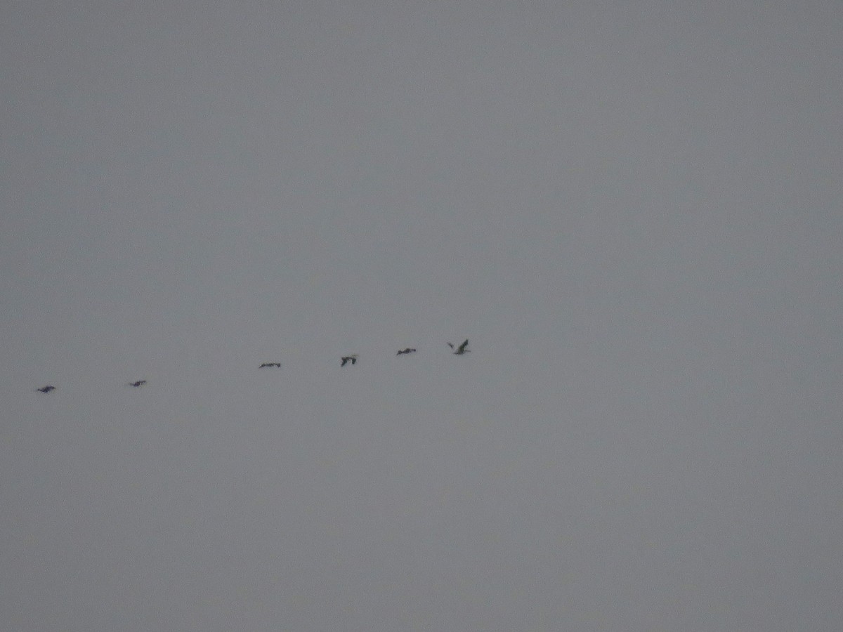 American White Pelican - ML331150301