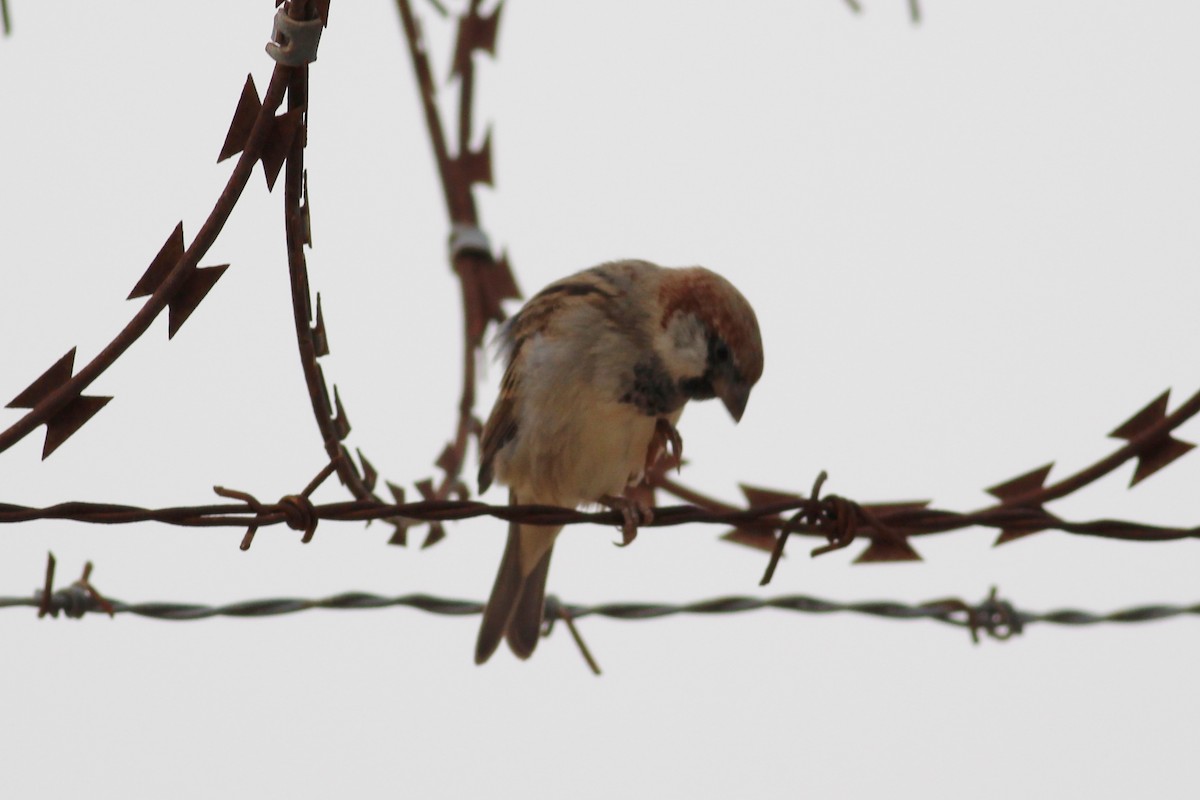 Somali Sparrow - ML33115181