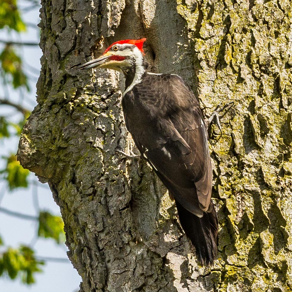 Pileated Woodpecker - Eric Juterbock