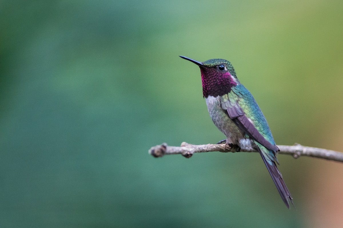 Colibrí Amatista - ML331155231