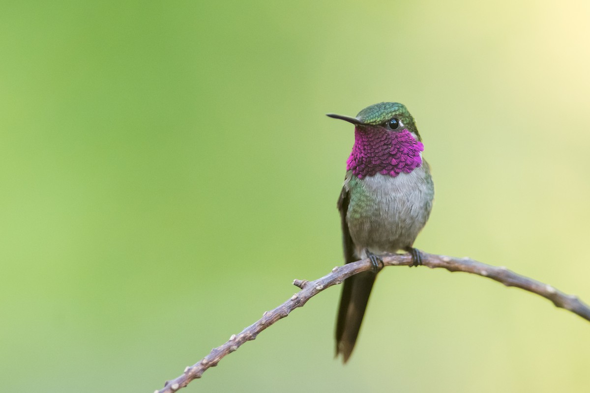 Amethyststernkolibri - ML331155281