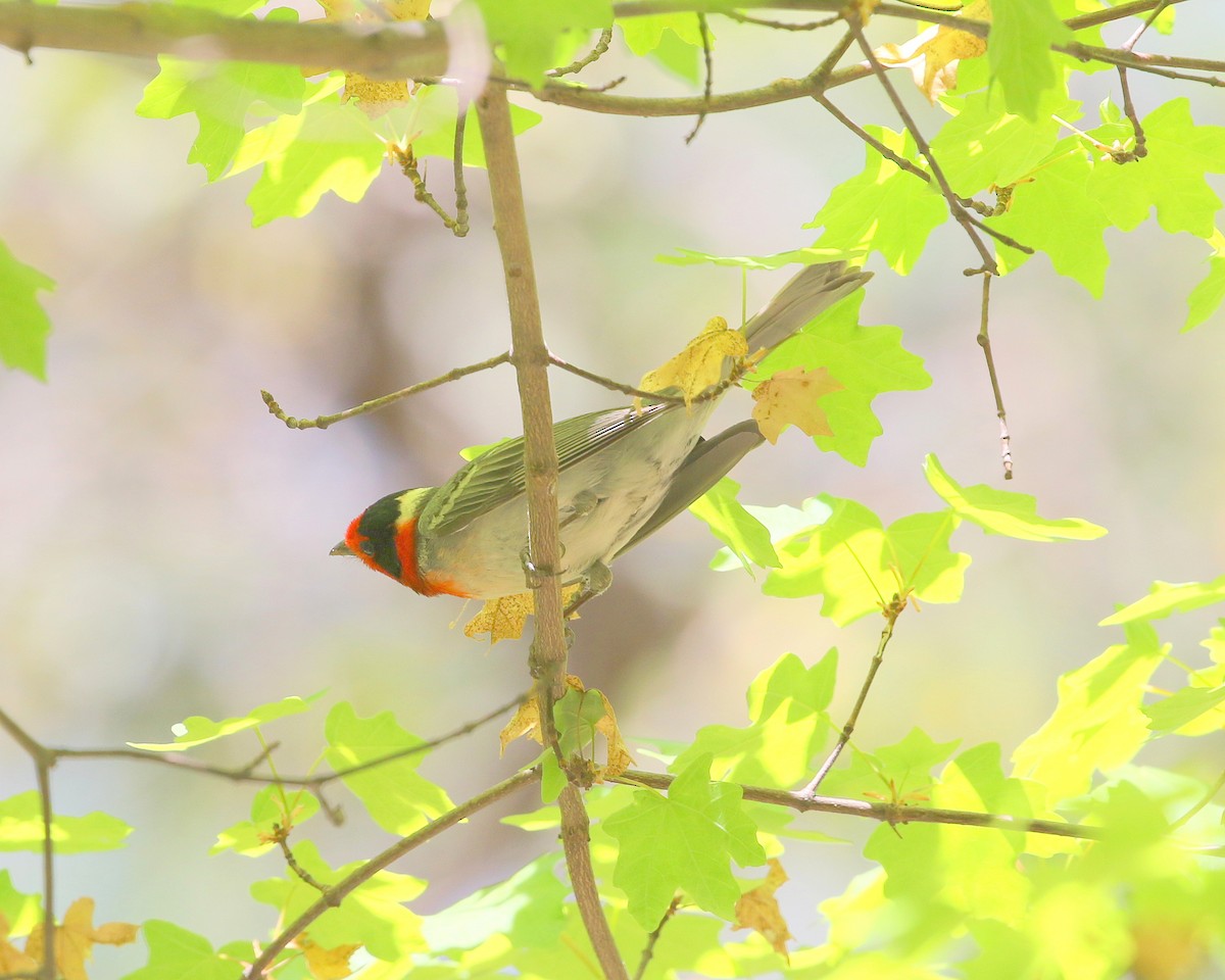 Red-faced Warbler - ML331155711