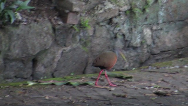 コンゴウモリクイナ - ML331155861