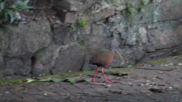 Gray-cowled Wood-Rail - ML331155861