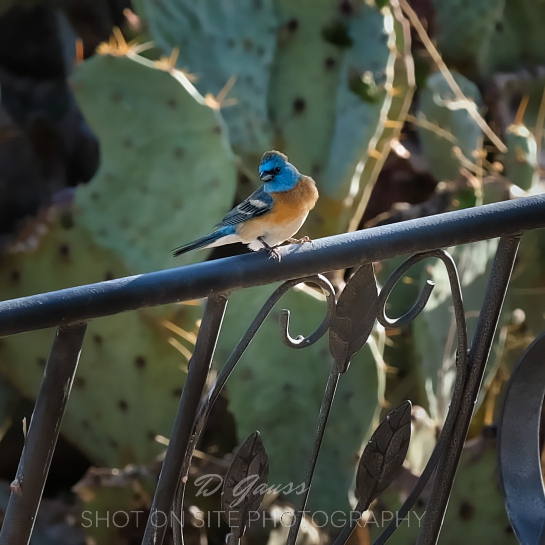 Lazuli Bunting - ML331156901