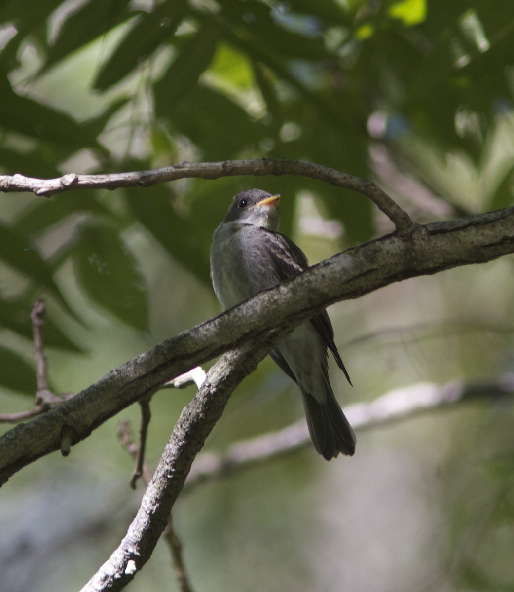 Eastern Wood-Pewee - ML33115801