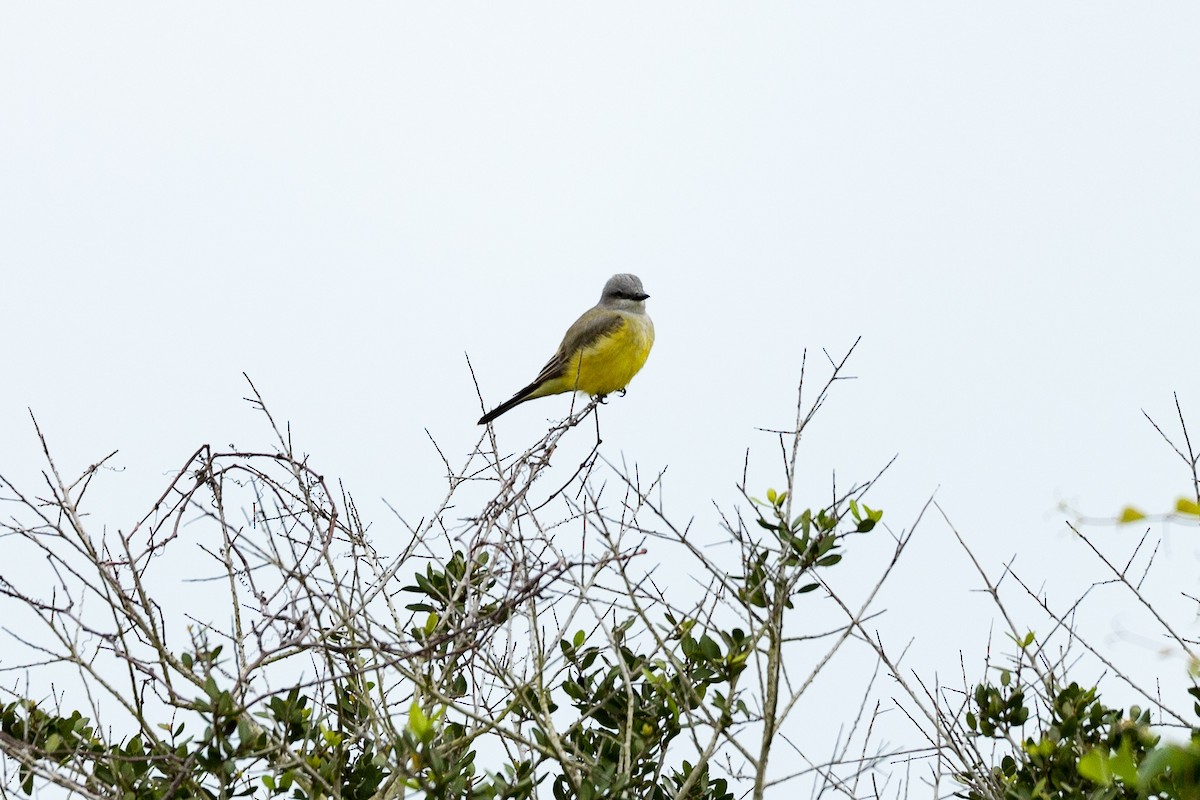 Couch's Kingbird - Jason Page