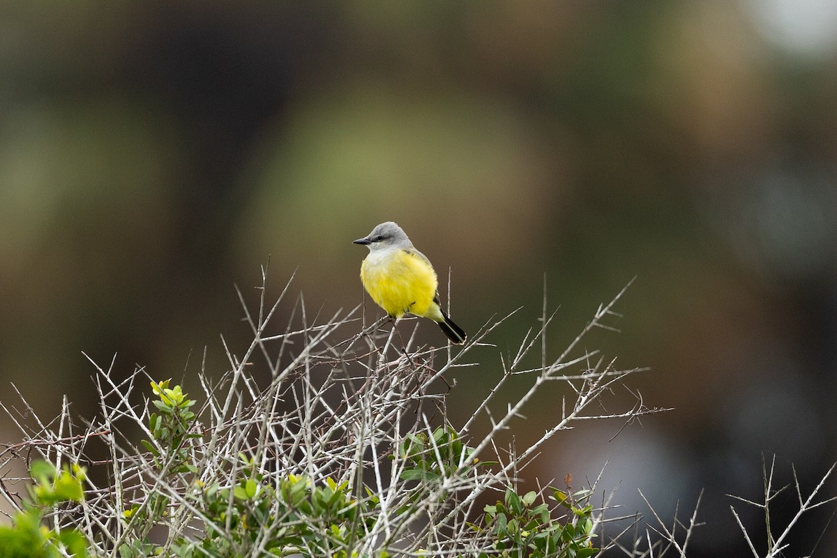 Couch's Kingbird - ML331161131