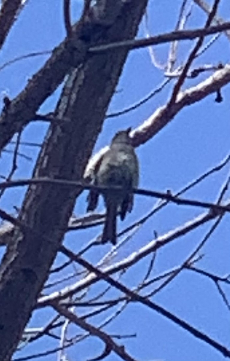 Hammond's Flycatcher - ML331162181