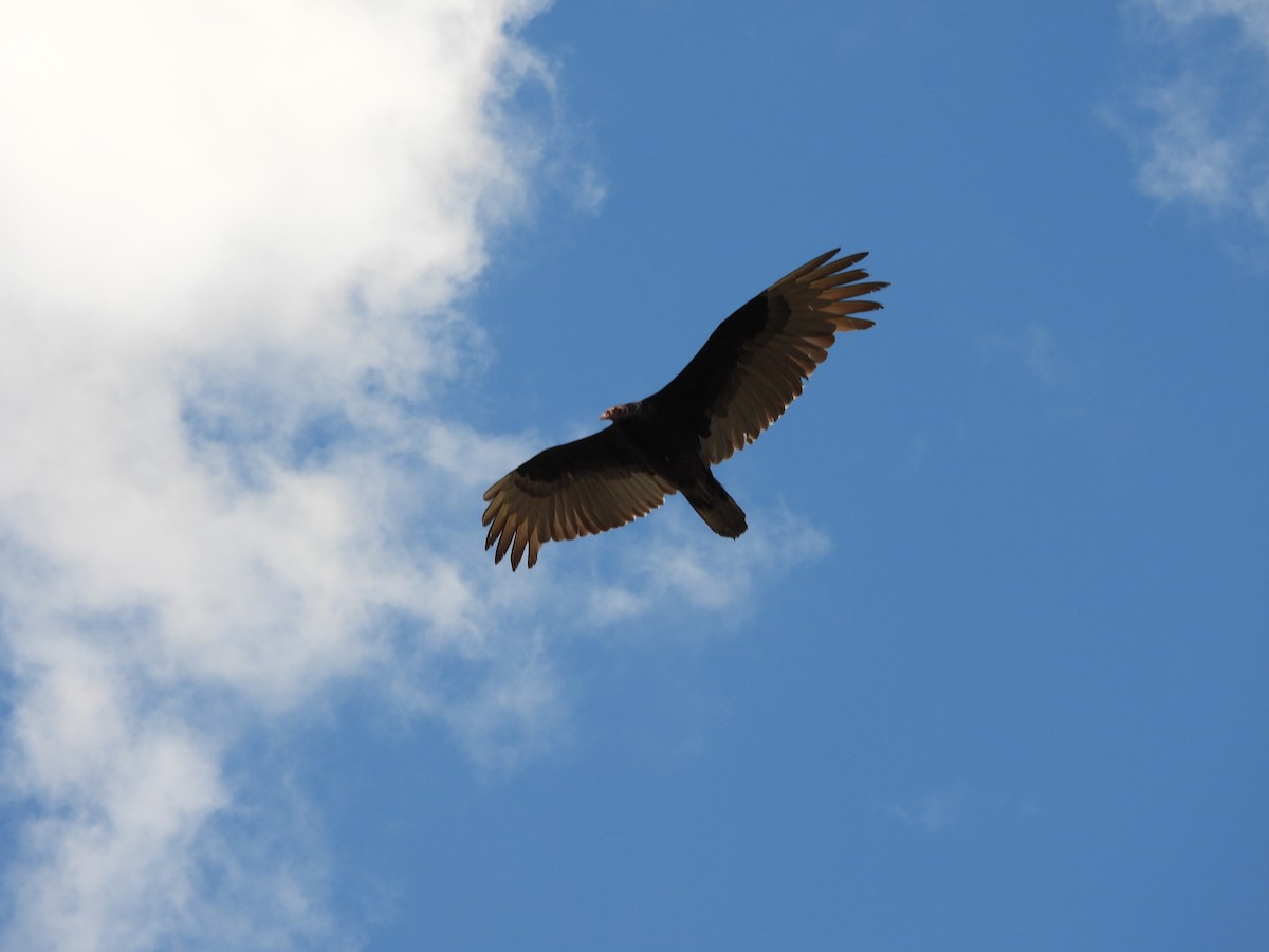 Turkey Vulture - ML331162691