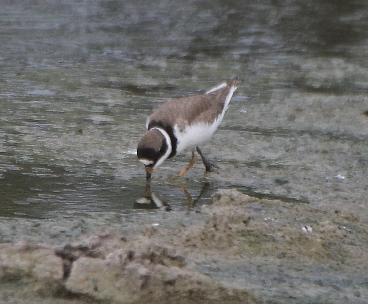 Semipalmated Plover - ML331163151