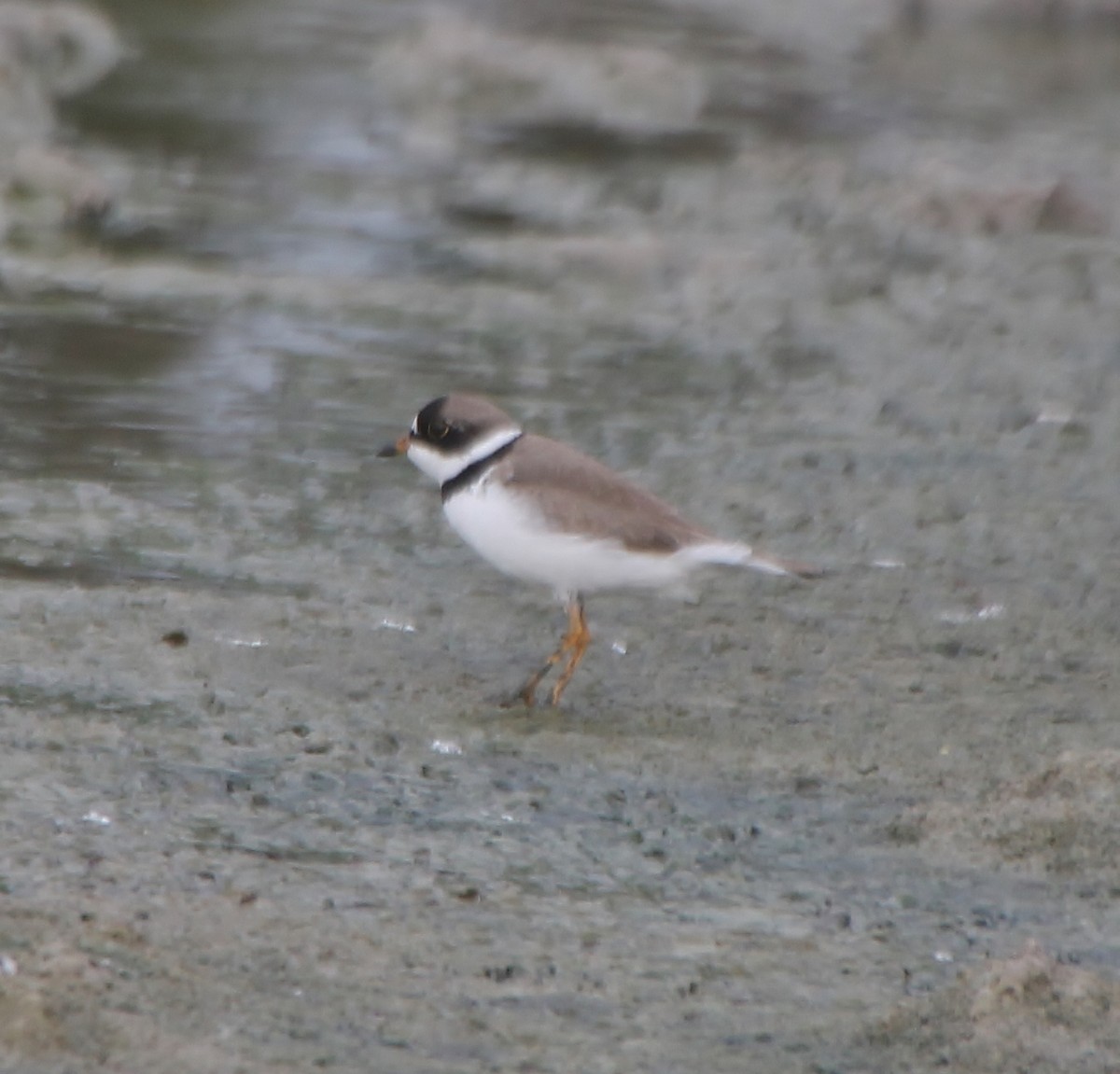 Semipalmated Plover - ML331163161