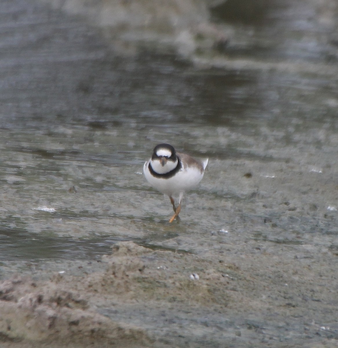 Semipalmated Plover - ML331163181