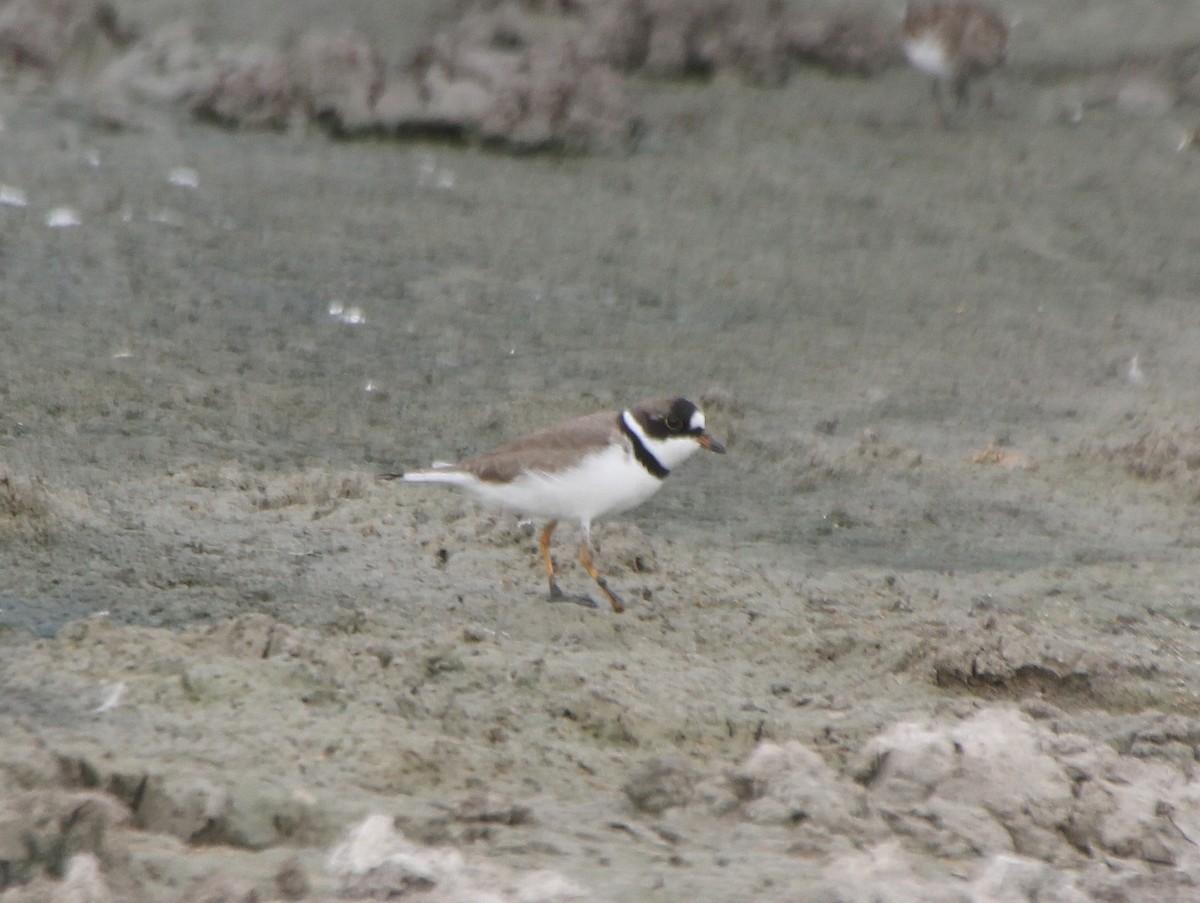 Semipalmated Plover - ML331163191