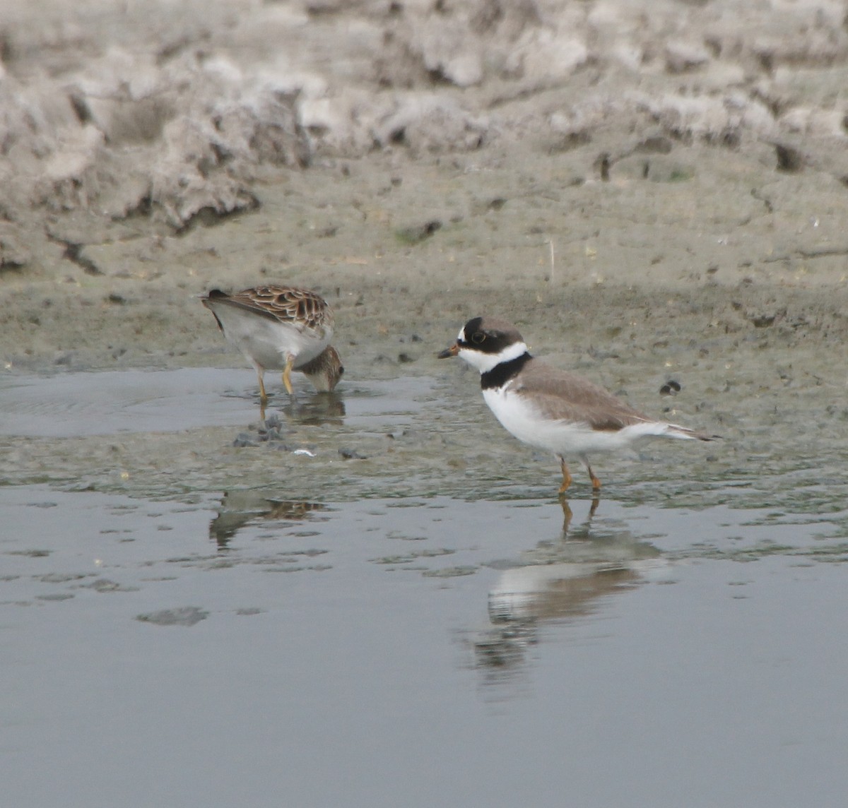 Semipalmated Plover - ML331163201