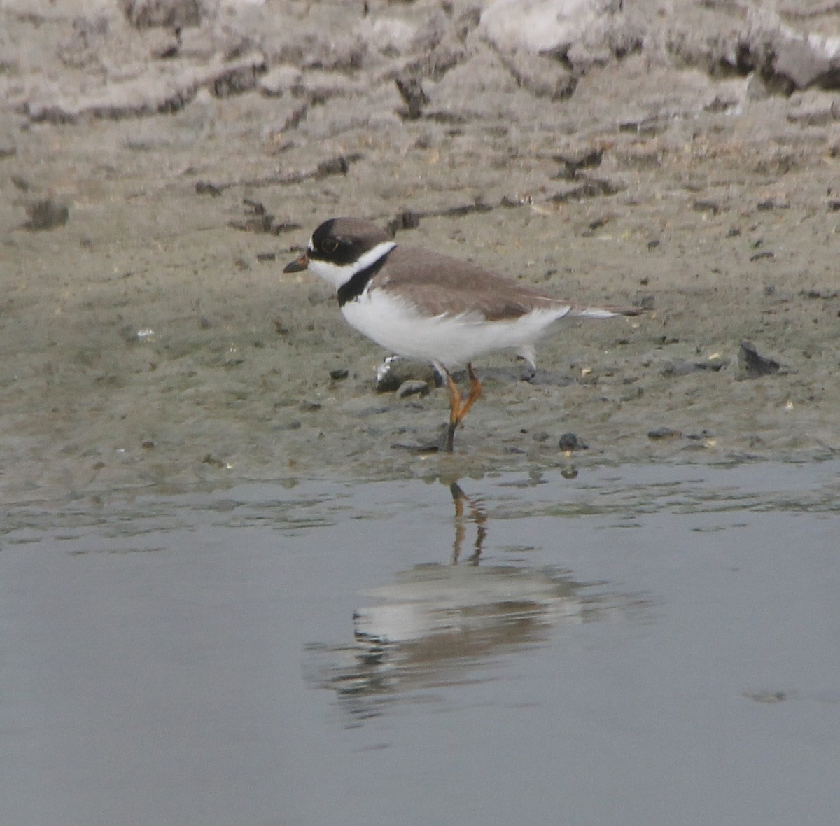 Semipalmated Plover - ML331163211