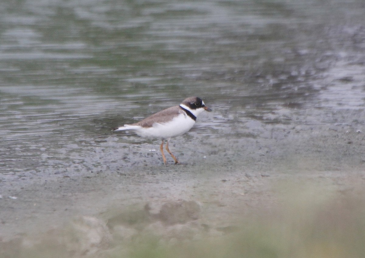 Semipalmated Plover - ML331163231