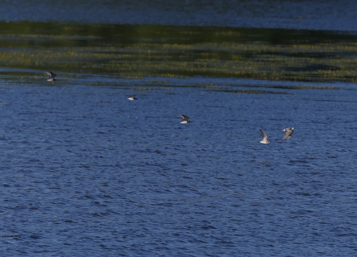 Black Tern - ML33116361