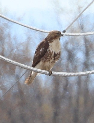 Red-tailed Hawk - ML331164181