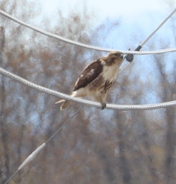 Red-tailed Hawk - ML331164191