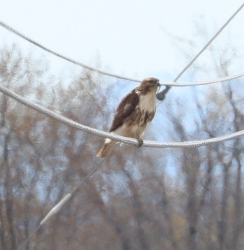 Red-tailed Hawk - ML331164201