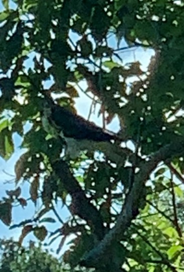 Red-tailed Hawk (jamaicensis) - ML331164221