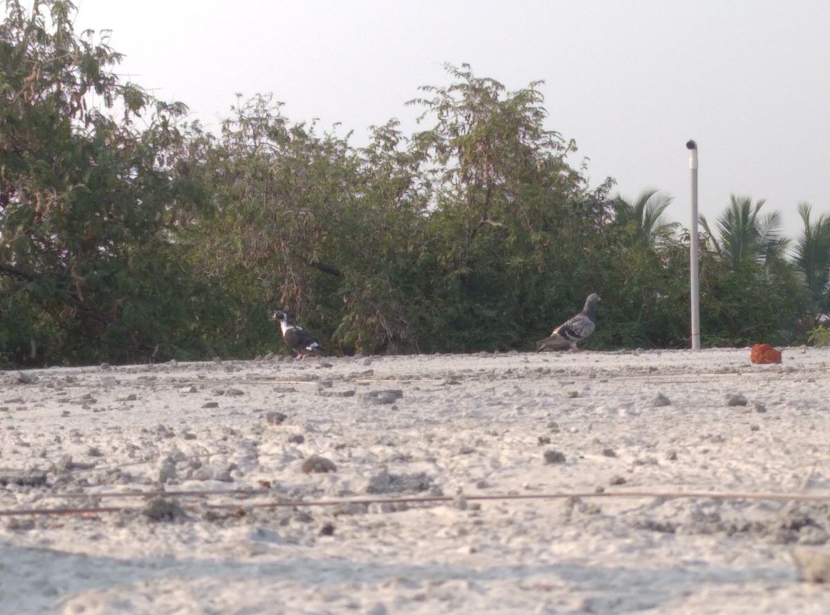 Rock Pigeon (Feral Pigeon) - Hari Prasath