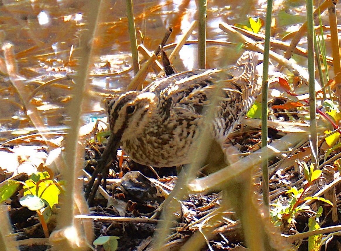 bekasina severoamerická - ML331166291