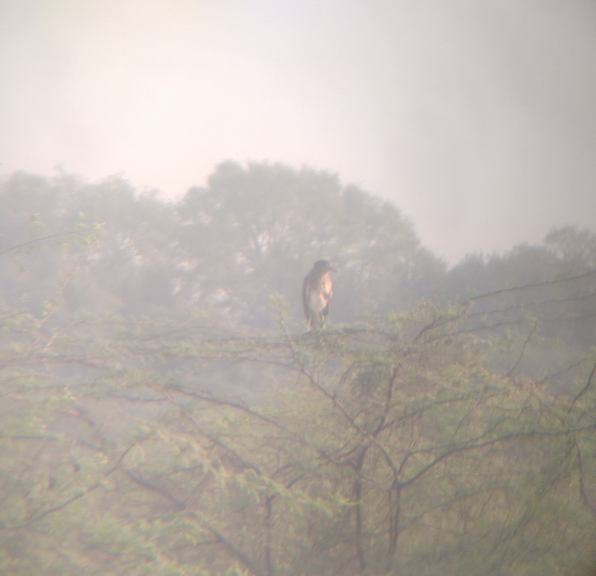 Black-crowned Night Heron - ML331166341