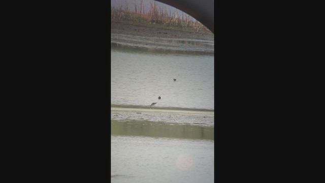 Long-billed Dowitcher - ML331166491